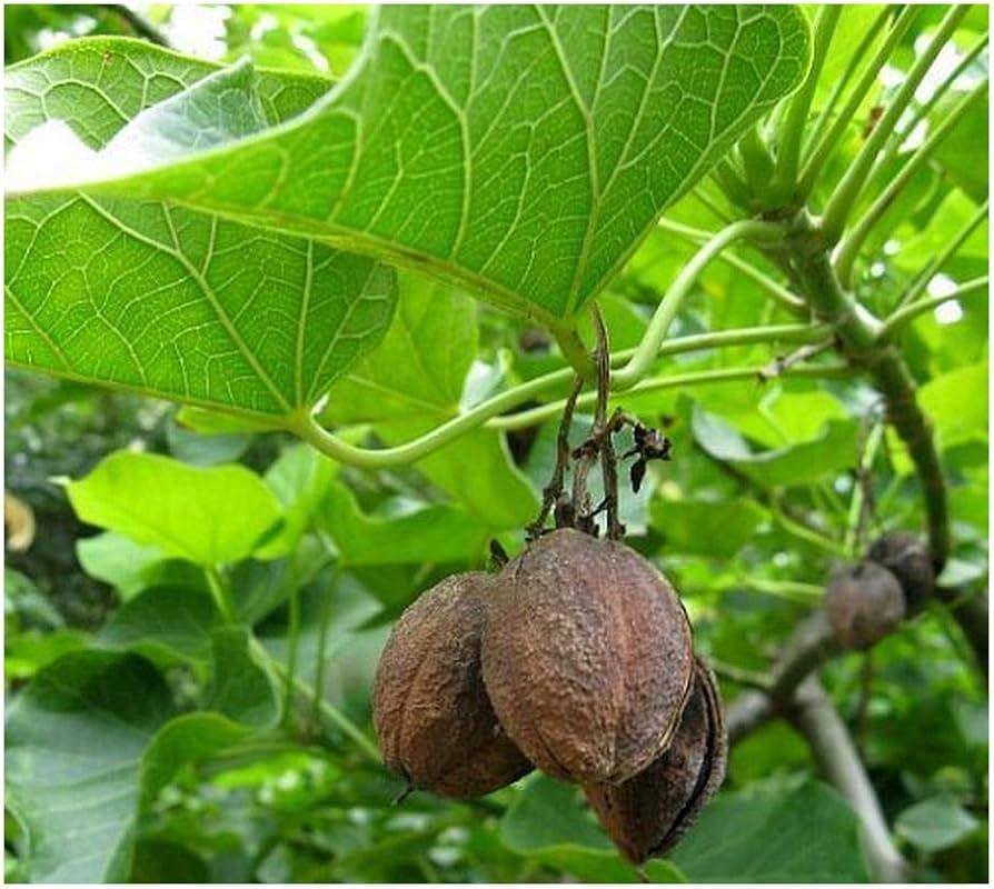 Tuba Nut: The Perfect Choice for Culinary Masterpieces